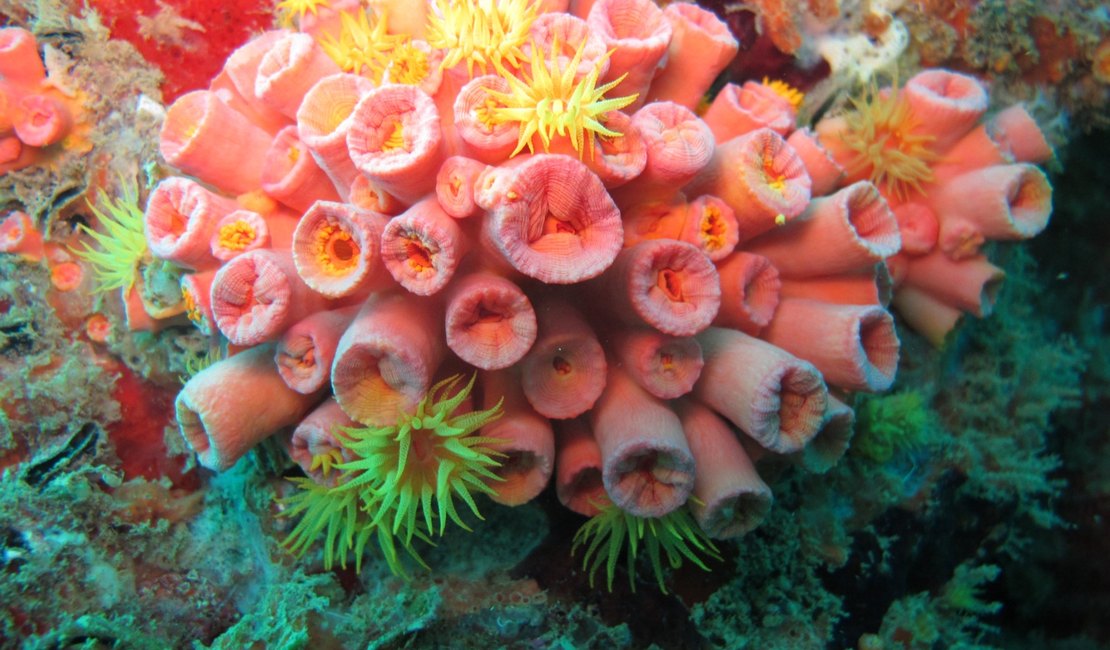 Coral invasor ameaça meio ambiente e pode deixar praias ‘feias’ em AL