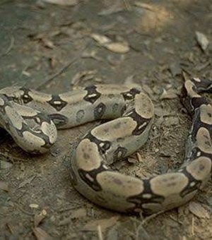 Cobra jiboia é capturada dentro de residência em Maragogi