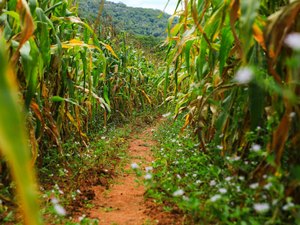 Secretaria de Agricultura promove encontro técnico sobre perspectivas para safra de grãos em Alagoas