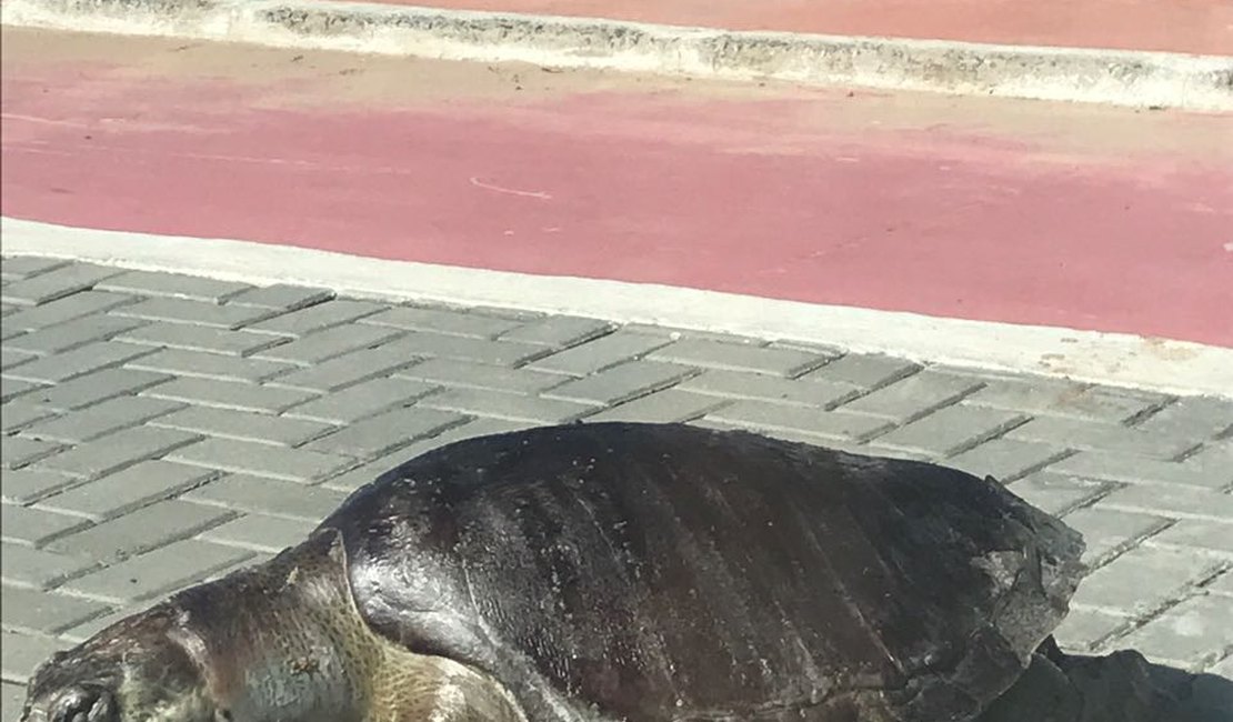 No dia do meio ambiente, tartaruga é encontrada morta em calçadão da orla de Maceió