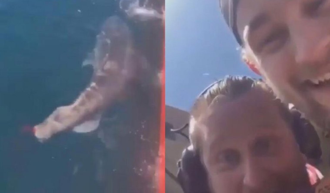 Tubarão ainda vivo tem cauda cortada e vídeo viraliza 