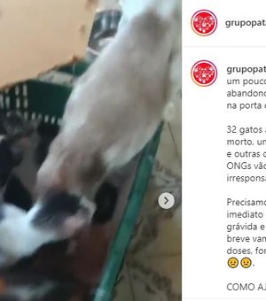 Caixa com mais de 30 gatos é abandonada em frente a ONG de Maceió