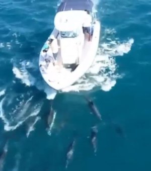 Golfinhos e baleias dão show em Copacabana no Rio de Janeiro 