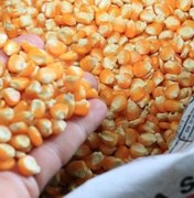 Variedades de milho são apresentadas em Dia de Campo, em Arapiraca