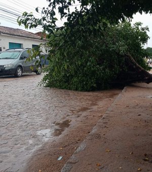 Chuva forte derruba árvore em Arapiraca