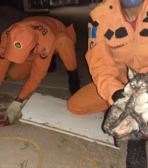 Corpo de Bombeiros resgata filhote de gato que caiu em fossa séptica