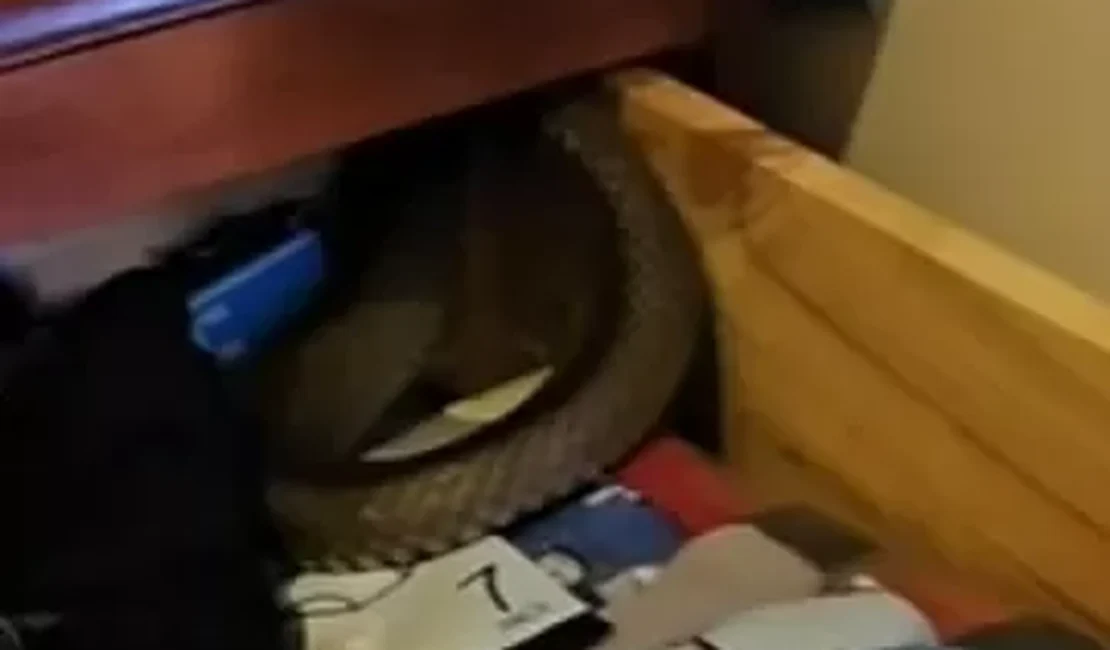 Cobra venenosa é encontrada dentro de gaveta de criança na Austrália