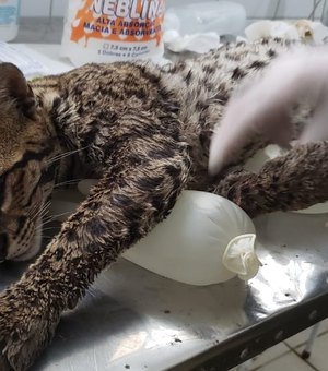 [Vídeo] FPI resgata uma jaguatirica, o maior felino encontrado em Alagoas