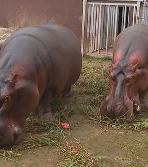 Casal de hipopótamos fica noivo no Dia dos Namorados, no Bioparque do Rio