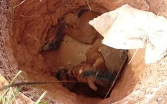 Bombeiros resgatam cavalo que caiu em buraco, em Arapiraca