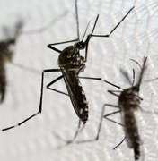 Hospital de Arapiraca registra aumento de 200% em casos de Zika e Chikungunya