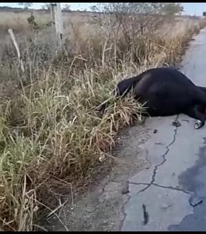 [Vídeo] Animal morre em acidente com ambulância em Batalha
