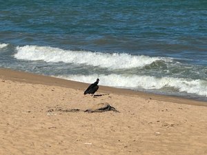 Tartaruga morta é encontrada na praia de Cruz das Almas