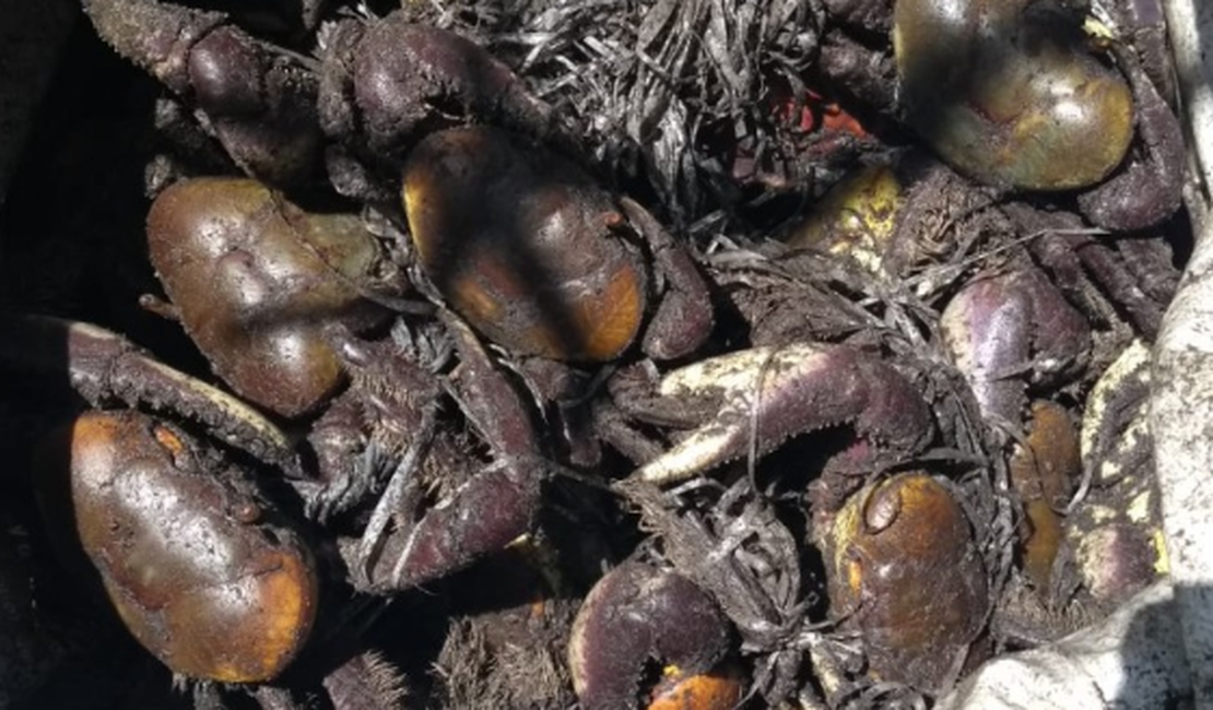 Cerca de 800 caranguejos são devolvido à natureza em Coqueiro Seco