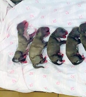 'Vira-lata' dá à luz 16 filhotes em cesariana de 2 horas