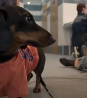 Vídeo: conheça o “cão psicólogo” que ajuda a Defesa Civil de Moscou