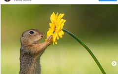 Fotógrafo captura momento em que esquilo cheira uma flor amarela e imagem viraliza