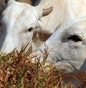 Abate de bovinos e suínos cresce no segundo trimestre no país