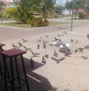 Proliferação de pombos causa transtornos na Praça Ceci Cunha, em Arapiraca