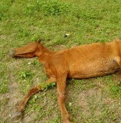 Mau cheiro de animal morto incomoda moradores do bairro Canafístula, em Arapiraca