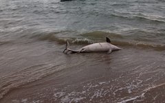 Golfinho encontrado na Praia de Porto de Pedras