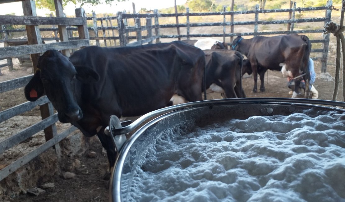 Emater gera aumento de 60% na produção de leite de bovinocultor em Olho D’Água das Flores