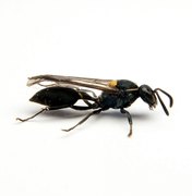 Toxina produzida por vespa brasileira mata células de câncer