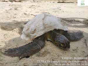 [Vídeo] Tartaruga-verde é encontrada encalhada em praia de Jequiá