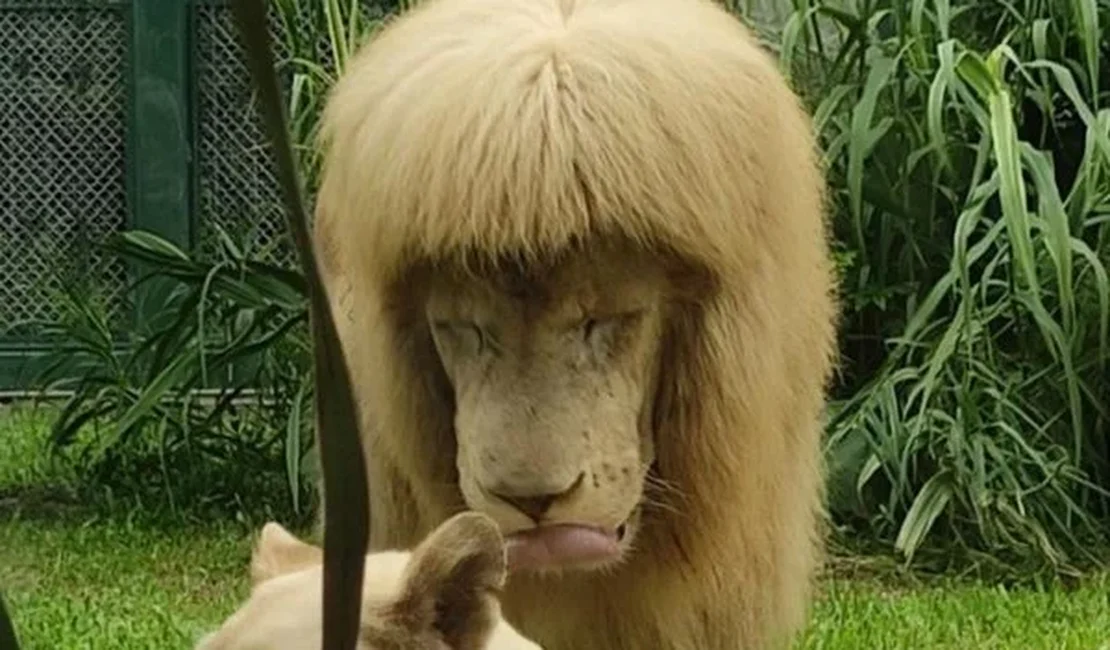 Leão com franja em zoológico causa revolta na China: “Coisa horrível”