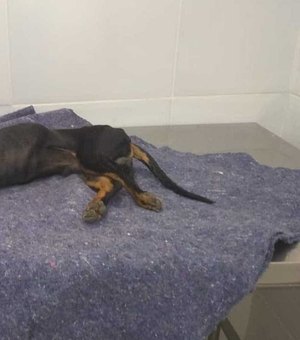 Cachorro morre após ser enterrado em praia de Angra dos Reis