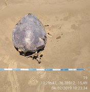 Tartarugas são encontradas mortas em praia de Feliz Deserto