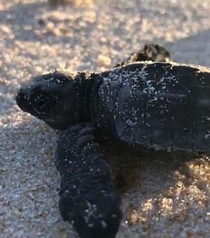 Filhotes de tartarugas são soltos no mar de Riacho Doce, em Maceió