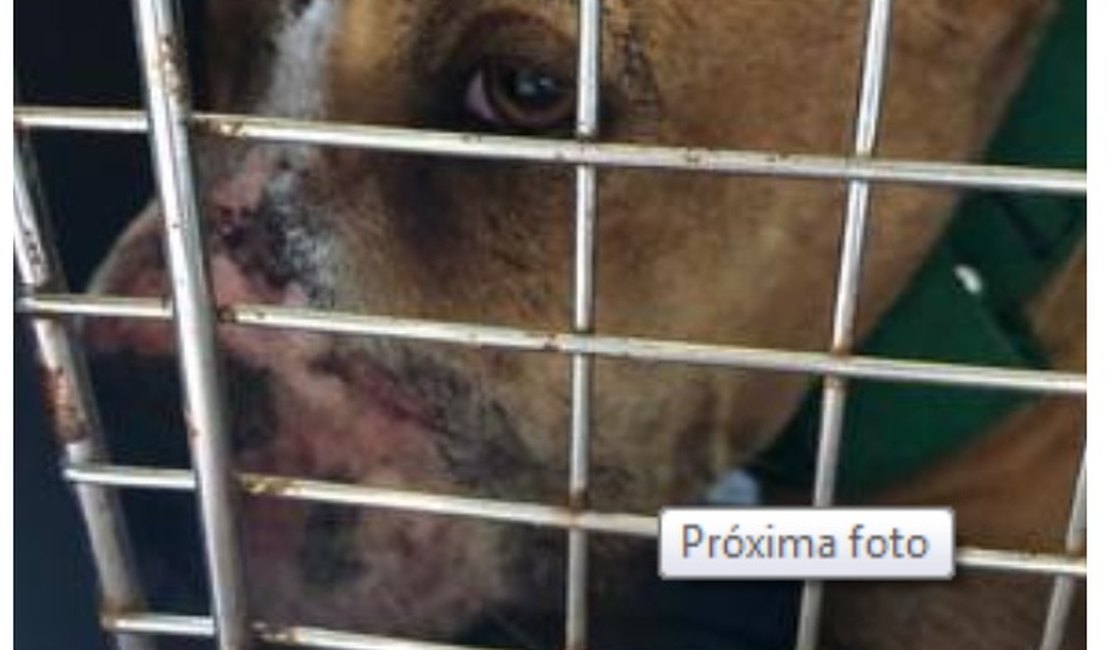 Doria sanciona lei que incentiva adoção de animais em São Paulo