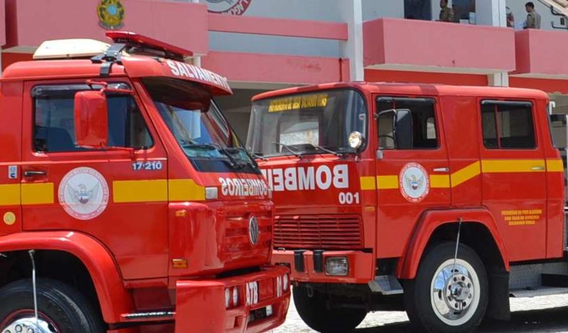 Ataque de abelhas mata um cachorro e deixa outros feridos em Maragogi