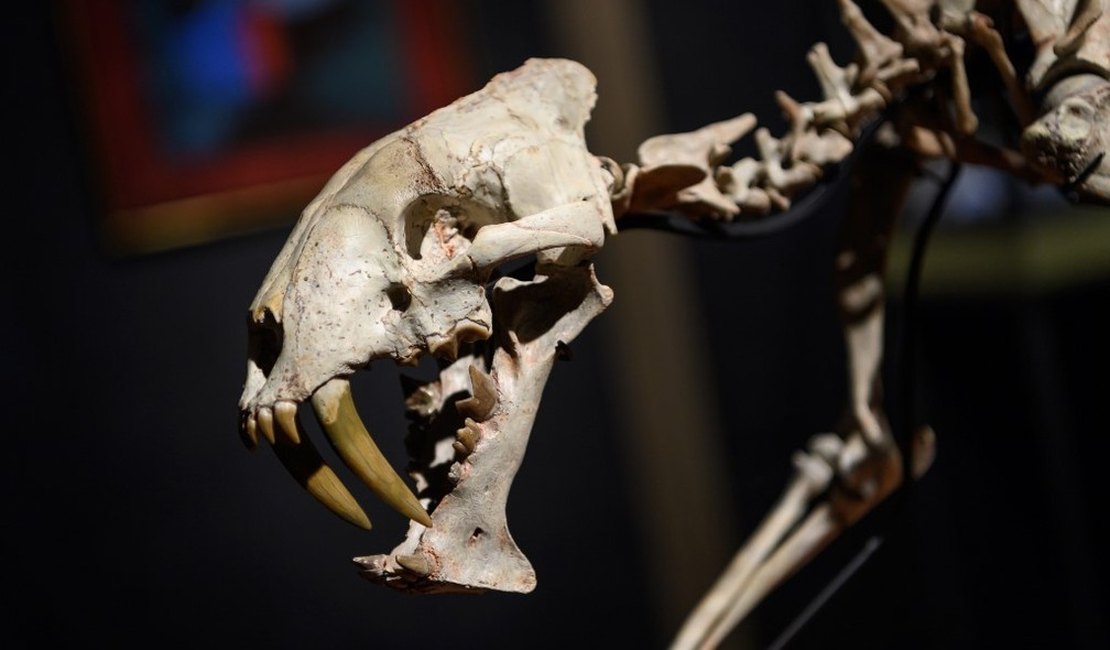 Esqueleto de tigre dentes-de-sabre é vendido por US$ 84,2 mil em leilão