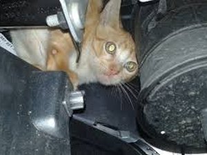 Gata fica presa em em motor de veículo e bombeiros são acionados para fazer o resgate