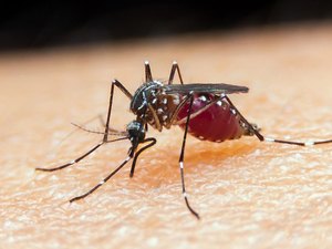 Ministério da Saúde lança campanha contra malária