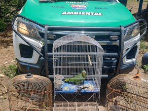 Crimes Ambientais: BPA apreende aves silvestres em Junqueiro e flagra comércio ilegal de caranguejos em Maceió