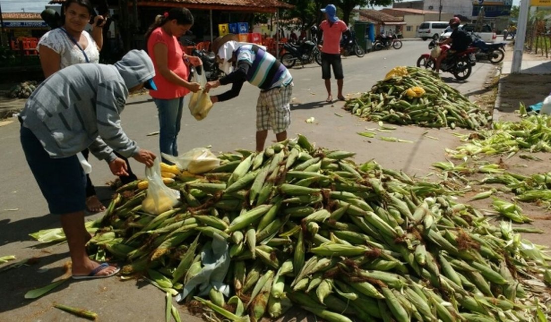 Chegada de 'Santo Antônio' aquece vendas de milho em Arapiraca