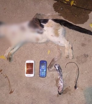 Cachorro mata gato que transportava celulares para dentro de presídio