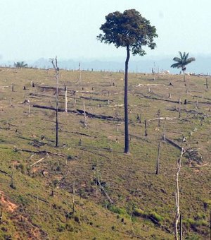 Desmatamento se mantém durante pandemia; extração de madeira aumenta