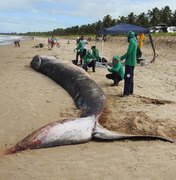 Instituto Biota conclui necropsia de baleia encalhada na Barra de Santo Antônio