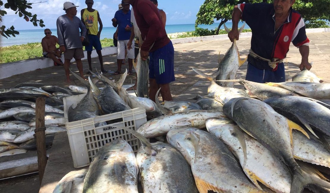 Toneladas de Xaréu são pescados na praia da Avenida em Maceió