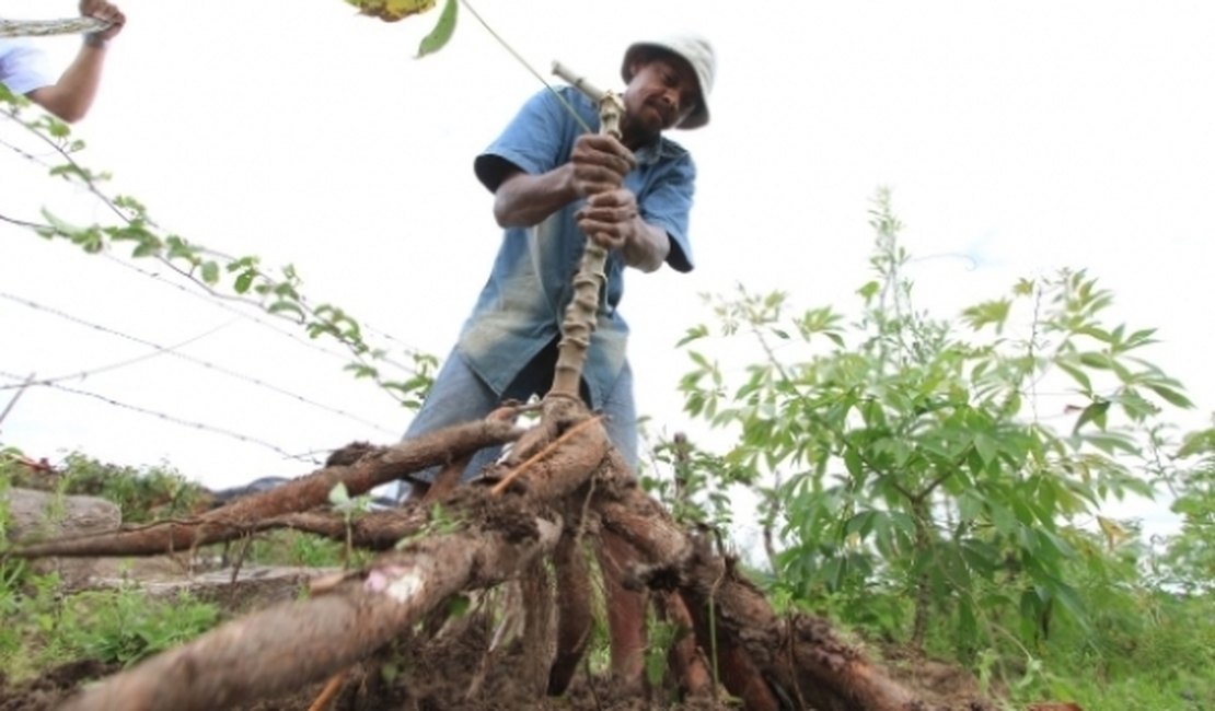 Programa pretende fomentar agropecuária no Nordeste