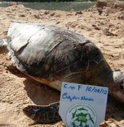 Duas tartarugas aparecem mortas em praias do litoral maceioense