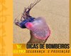 Bombeiros dão dicas de prevenção para evitar acidentes com caravelas