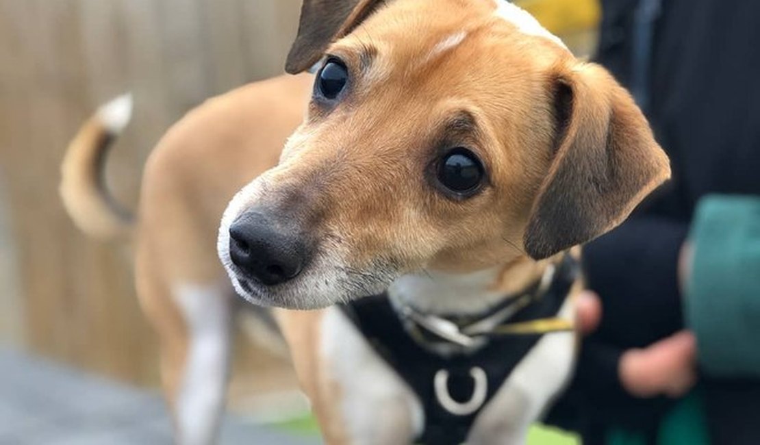Abrigo busca 'humano guia' para ajudar cachorro cego