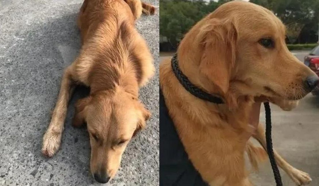 Cão anda por 14 dias tentando voltar para casa após fugir de lar temporário