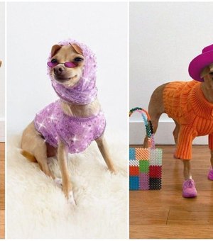 Cachorrinha influencer de moda lança marca de acessórios para humanos