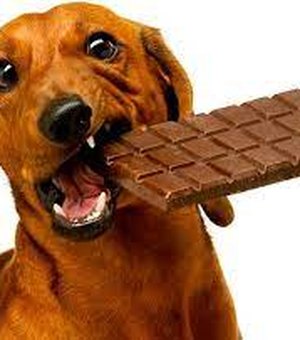 Páscoa aumenta o risco de consumo de chocolate e danos a saúde dos Pets